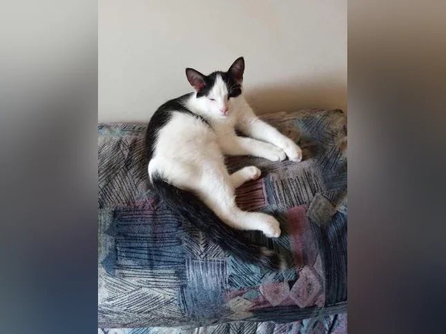 Chatons 2 mois a 4 mois thumbnail 8