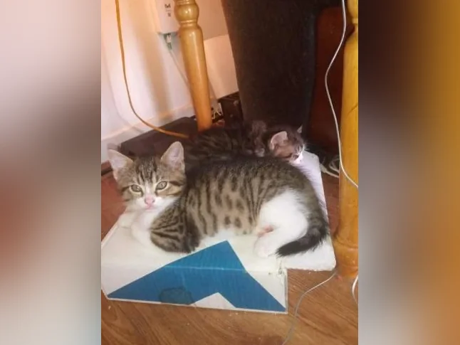 Chatons 2 mois a 4 mois