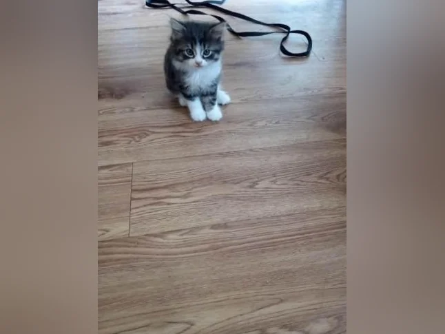 Chatons 2 mois a 4 mois thumbnail 9