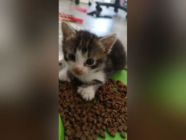 Plusieurs chatons offerts pour adoption thumbnail 4