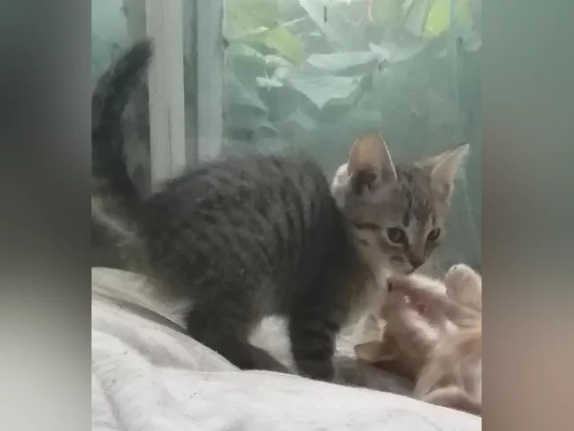 Plusieurs chatons offerts pour adoption thumbnail 2