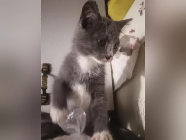 Plusieurs chatons offerts pour adoption thumbnail 3