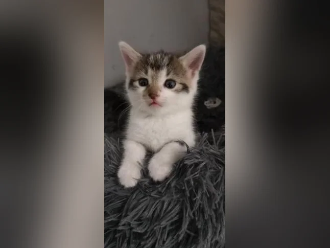 Plusieurs chatons offerts pour adoption thumbnail 7