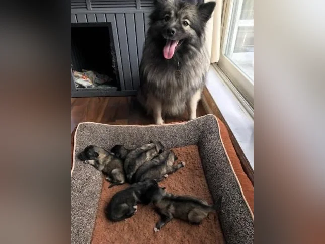 Chiots Keeshond à vendre thumbnail 7