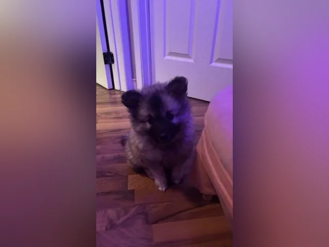 Chiots Keeshond à vendre thumbnail 2