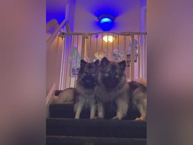 Chiots Keeshond à vendre thumbnail 10