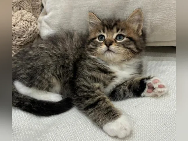 Chaton Sibérien Hypoallergene thumbnail 3