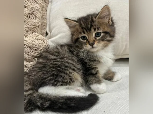 Chaton Sibérien Hypoallergene
