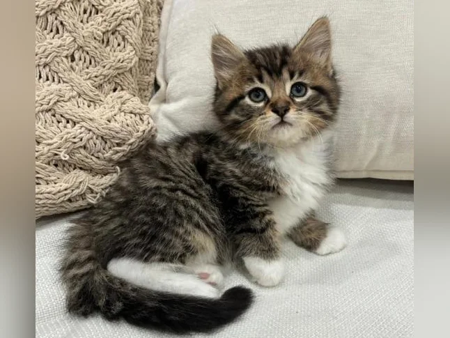 Chaton Sibérien Hypoallergene thumbnail 2