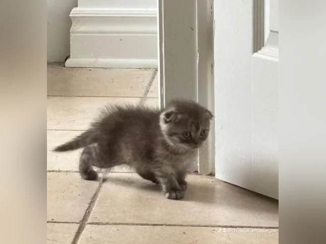Purebred Scotish fold male kitten rehome thumbnail 2