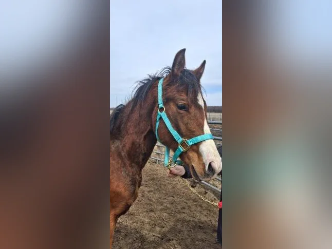 Poulain warmblood prometteur à vendre!