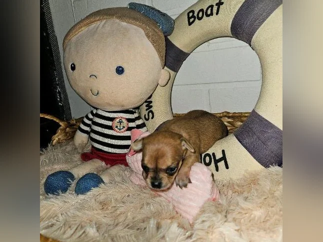 Chihuahuas à Cloridorme en Gaspésie thumbnail 5