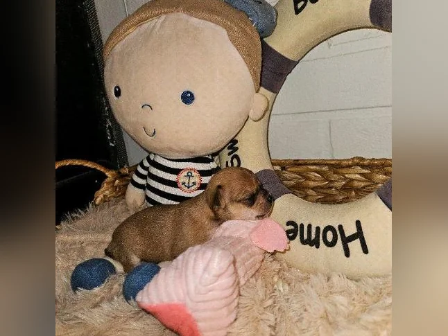 Chihuahuas à Cloridorme en Gaspésie thumbnail 4