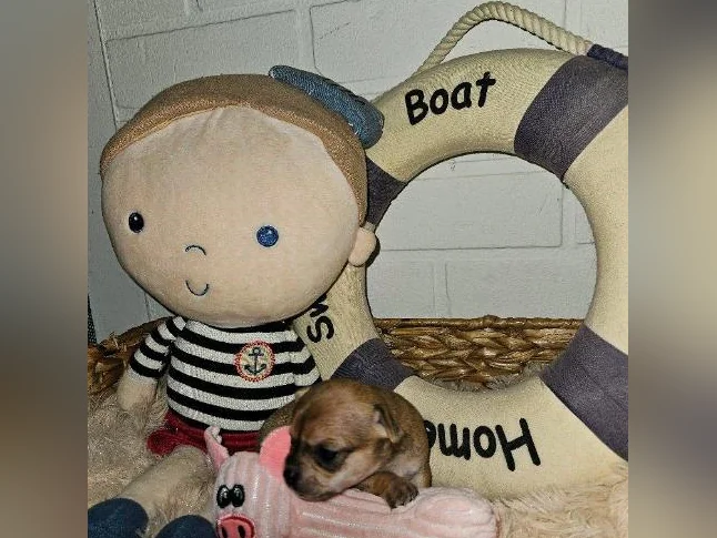 Chihuahuas à Cloridorme en Gaspésie thumbnail 6