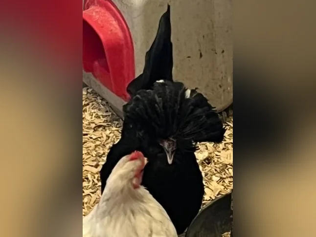 Poules à vendre thumbnail 6