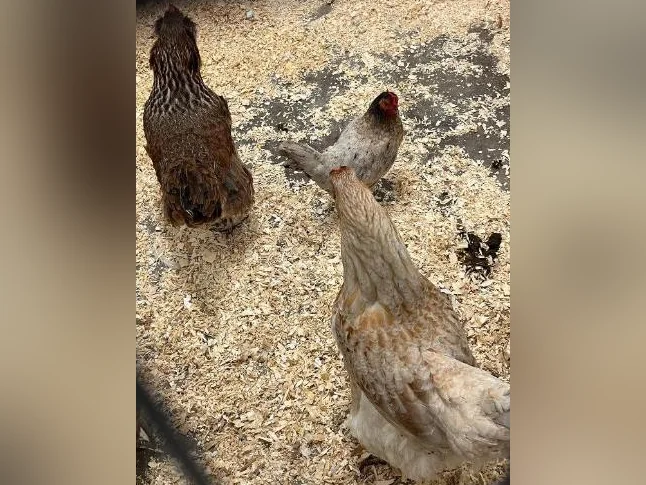 Poules à vendre thumbnail 4