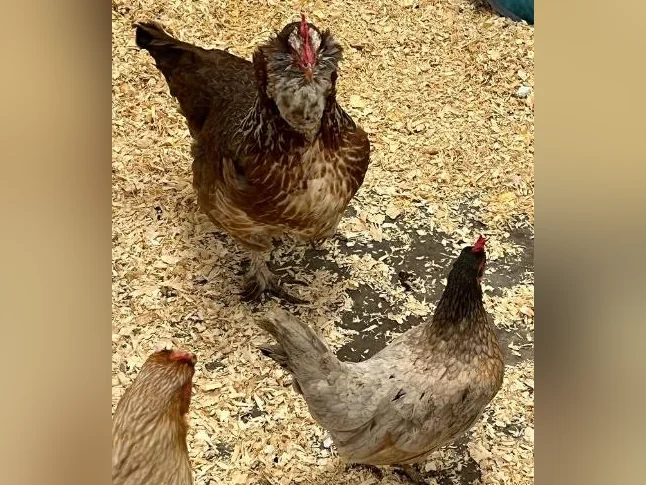Poules à vendre thumbnail 2