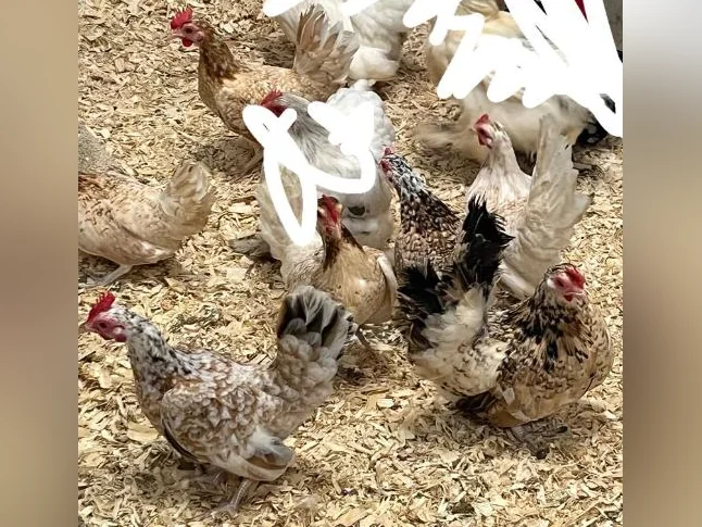 Poules à vendre
