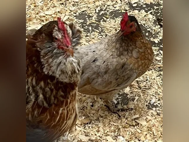 Poules à vendre thumbnail 5