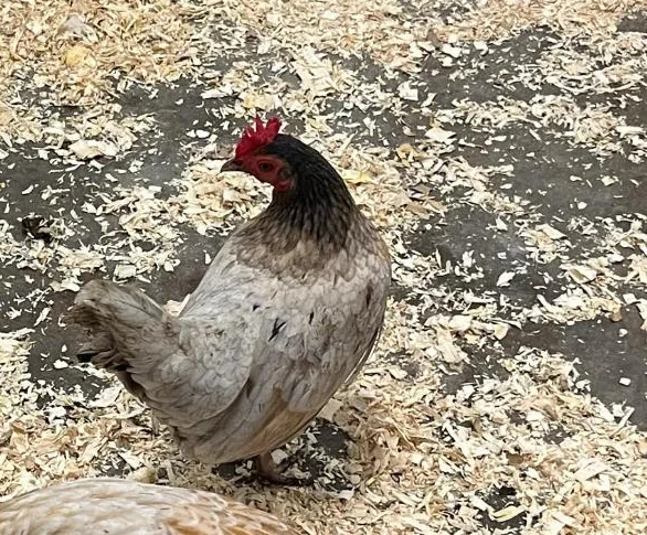 Poules à vendre thumbnail 3