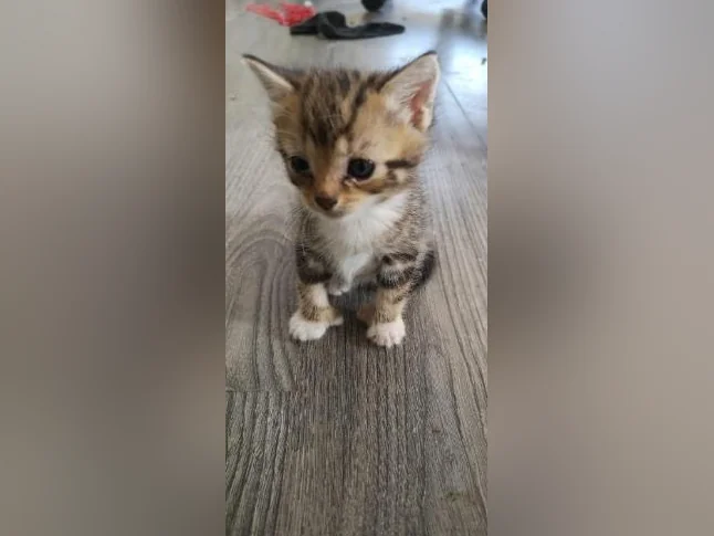 Plusieurs chatons offerts pour adoption thumbnail 6