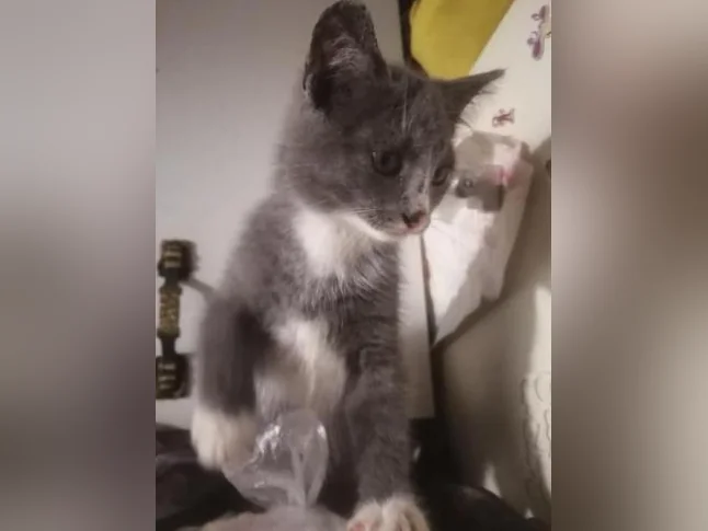 Plusieurs chatons offerts pour adoption thumbnail 3