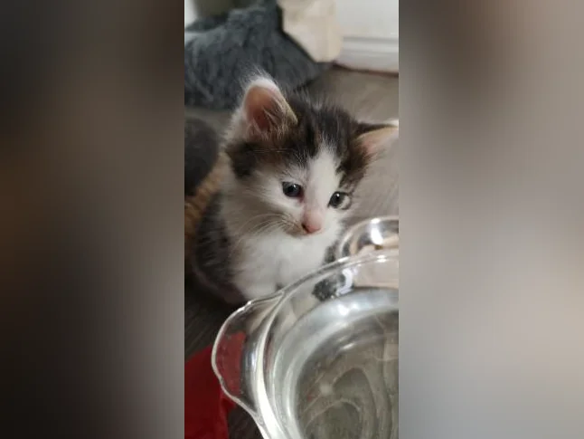 Plusieurs chatons offerts pour adoption thumbnail 5