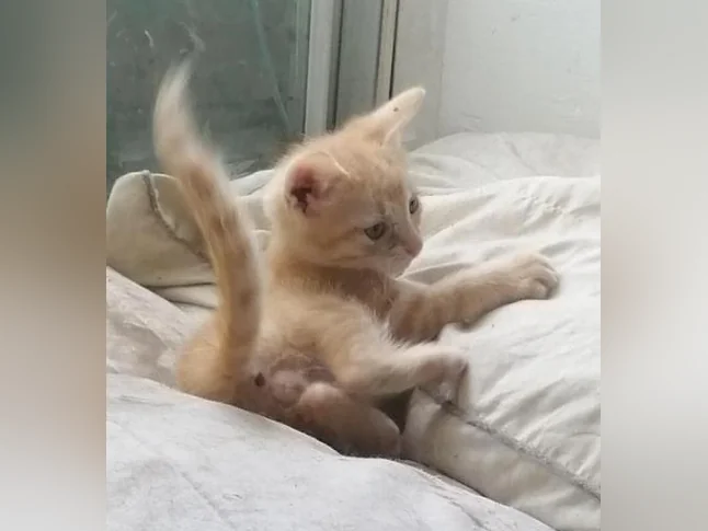 Plusieurs chatons offerts pour adoption