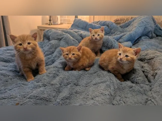 Adorables chatons prêts à trouver leur famille pour la vie 🐱 thumbnail 4