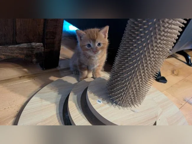 Adorables chatons prêts à trouver leur famille pour la vie 🐱 thumbnail 5