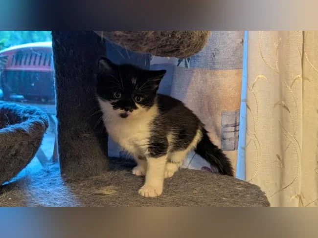Adorables chatons prêts à trouver leur famille pour la vie 🐱 thumbnail 8