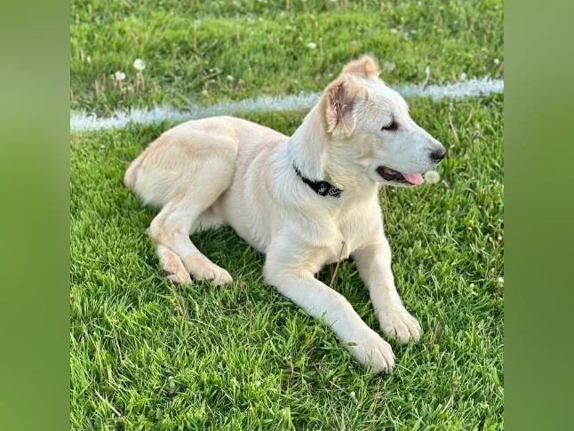 Chiots Alabaï Pure Race – Chiens de Protection et de Ferme – Lignée Européenne— offerte avec une grande réduction ! thumbnail 7