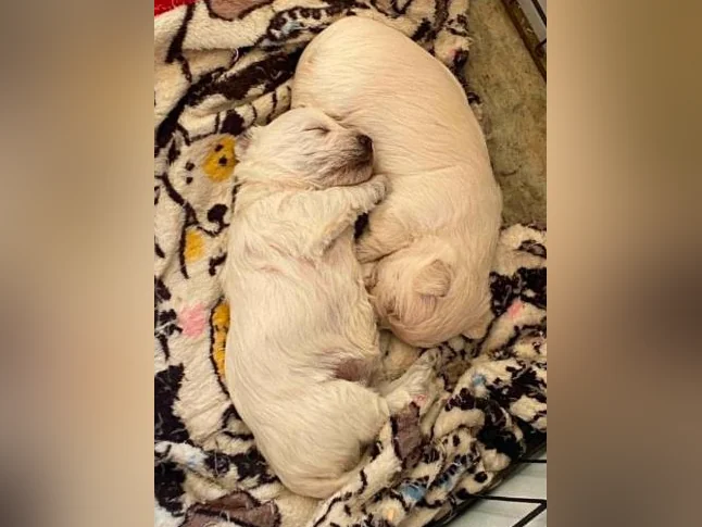 Westie - West Highland White Terrier thumbnail 4