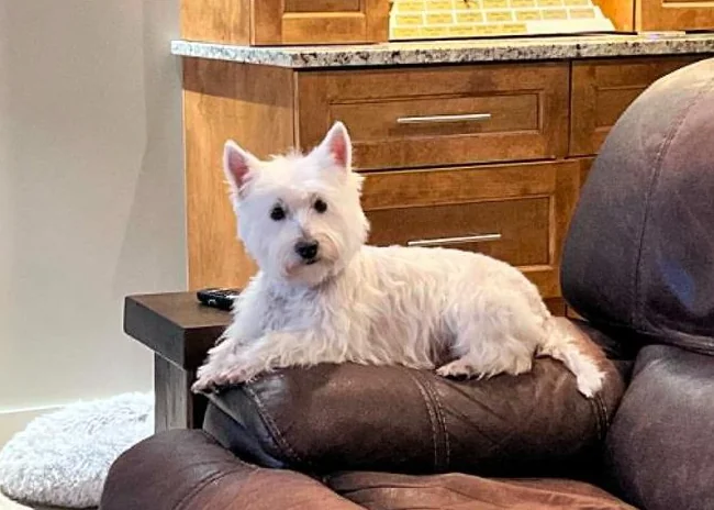 Westie - West Highland White Terrier thumbnail 8