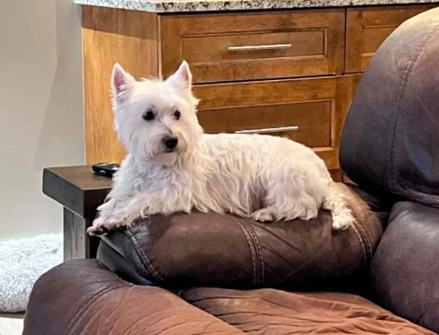 Westie - West Highland White Terrier thumbnail 6