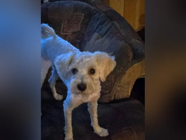 COCKAPOO thumbnail 7