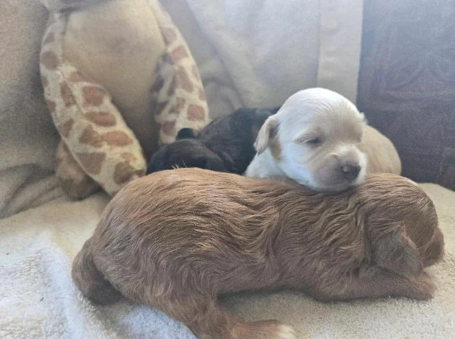 COCKAPOO thumbnail 4