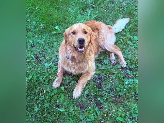 Mâle Golden Retriever