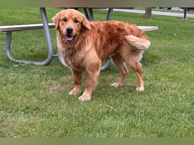 Mâle Golden Retriever thumbnail 2