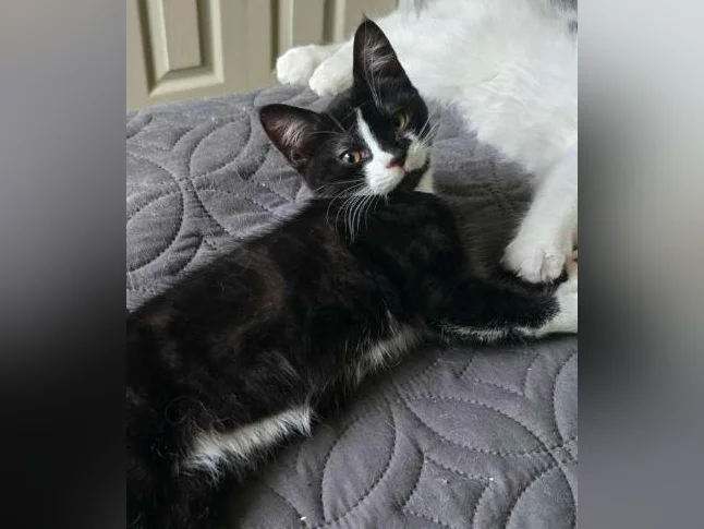 Chatons à donner thumbnail 2