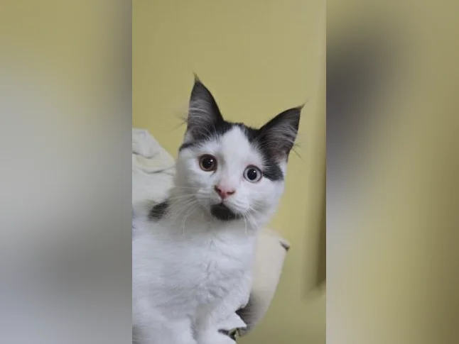 Chatons à donner thumbnail 3