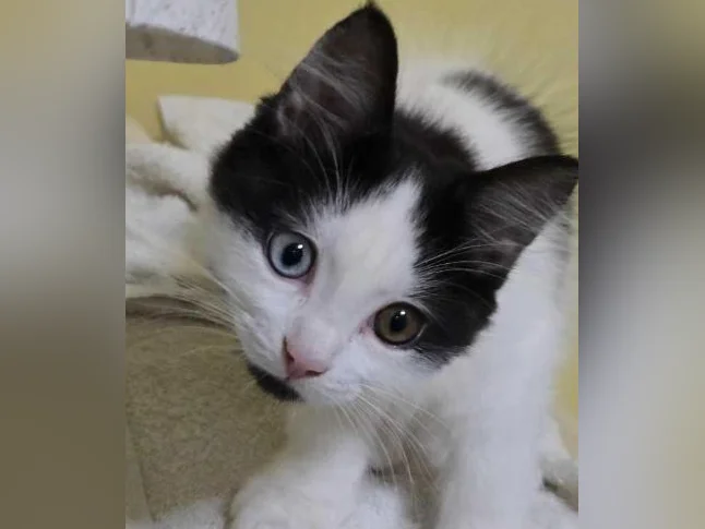Chatons à donner