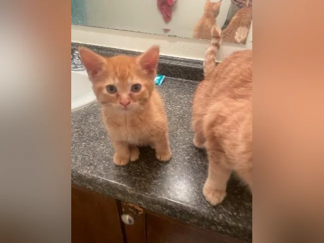 Service de garde pour animaux à Laval
