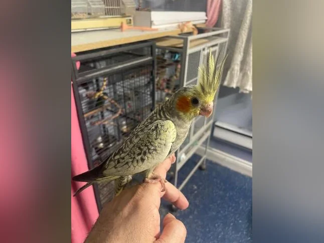 Service de garde pour animaux à Laval thumbnail 3