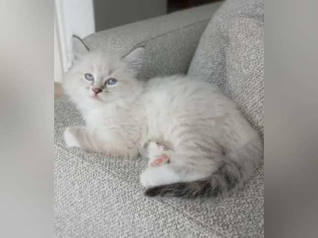 Magnifique Ragdoll Prête à partir thumbnail 6