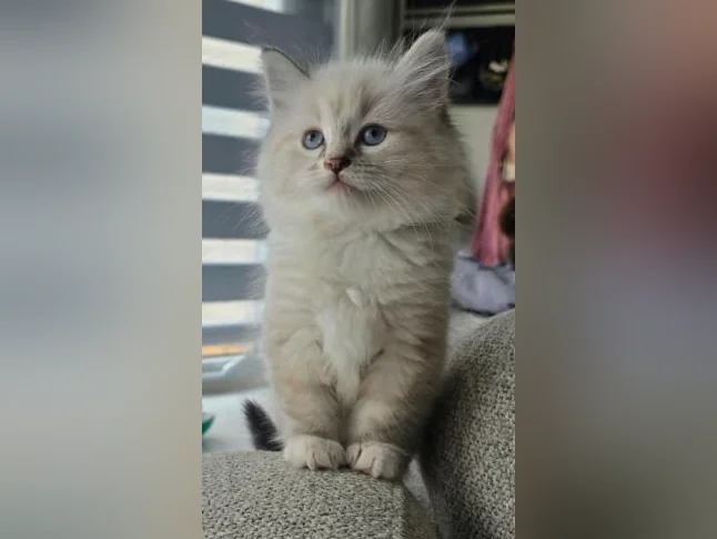 Magnifique Ragdoll Prête à partir thumbnail 5