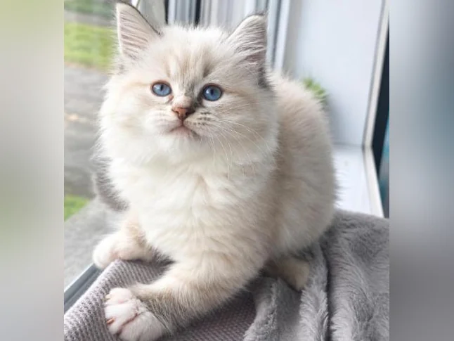 Magnifique Ragdoll Prête à partir
