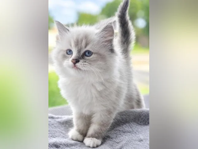 Magnifique Ragdoll Prête à partir thumbnail 2