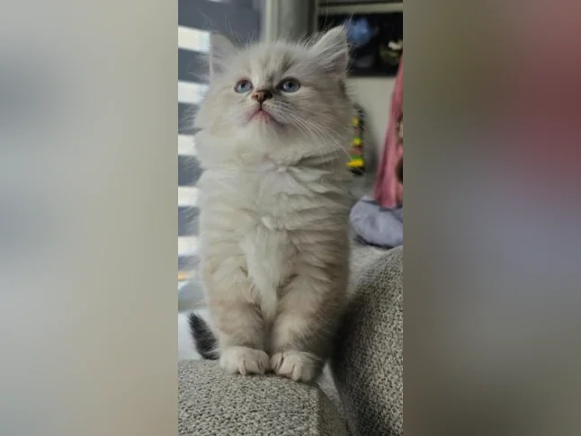 Magnifique Ragdoll Prête à partir thumbnail 4