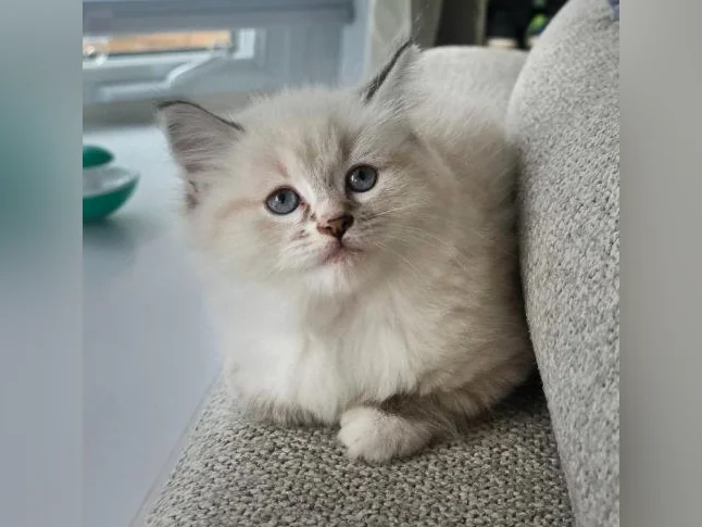 Magnifique Ragdoll Prête à partir thumbnail 3